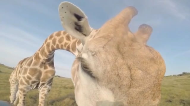 Bailey's African Safari vet program trip