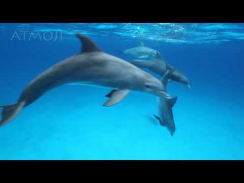 Bottlenose Dolphin Research Project/ Projet de recherche sur les dauphins