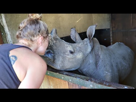 Volunteering Saving Ophaned Rhinos in South Africa!
