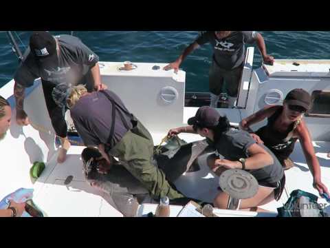 Volunteer: Great white sharks conservation