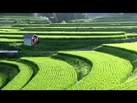 Work and study at Farm in Japan