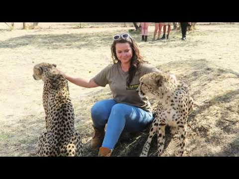 VOLUNTEERING with CHEETAHS