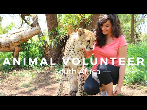 Volunteering in South Africa to help animals in need