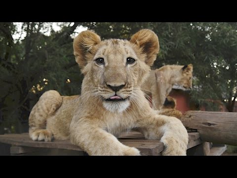 An Injured Lion, Still wants to ROAR! Volunteer South Africa