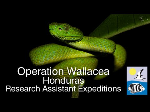 Operation Wallacea Honduras Expedition