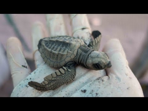 Volunteer for Sea Turtles in Indonesia