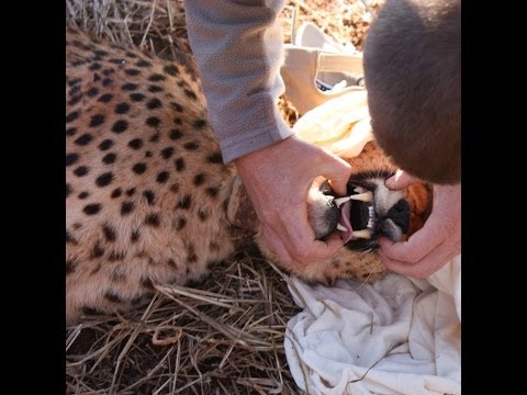 Veterinary Training with Wildlife in South Africa 