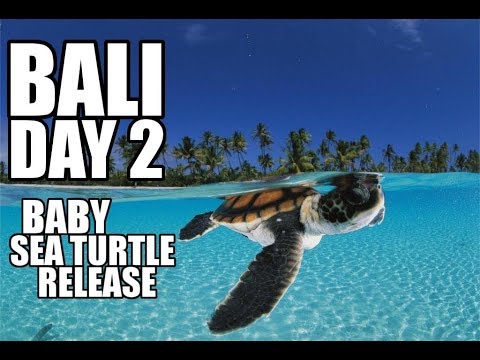 Save the Seaturtles!
