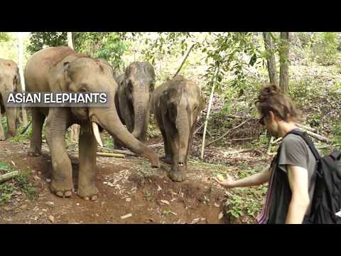 Helping Elephants in Thailand