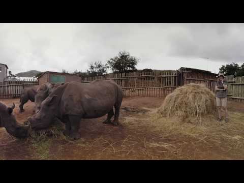 Help Jak save the Rhinos!