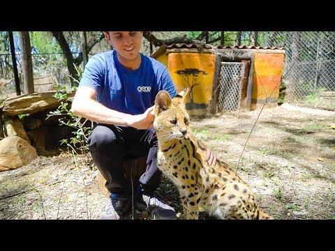 Volunteering at an African wildlife Orphanage 