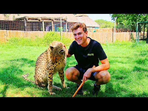 Volunteering Campaign at South Africa for the Big Cats.
