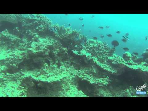 Belize marine conservation & diving volunteer!!!