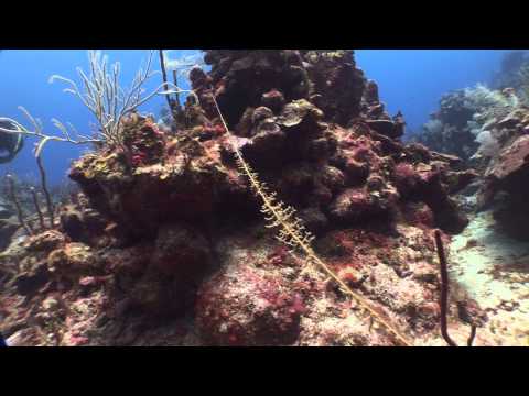 Support Coral Restoration Efforts in Akumal, Mexico!