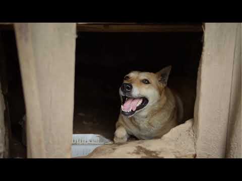 Building House For  Animal shelter 