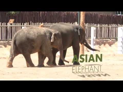 Working with elephants to gain experience for the future
